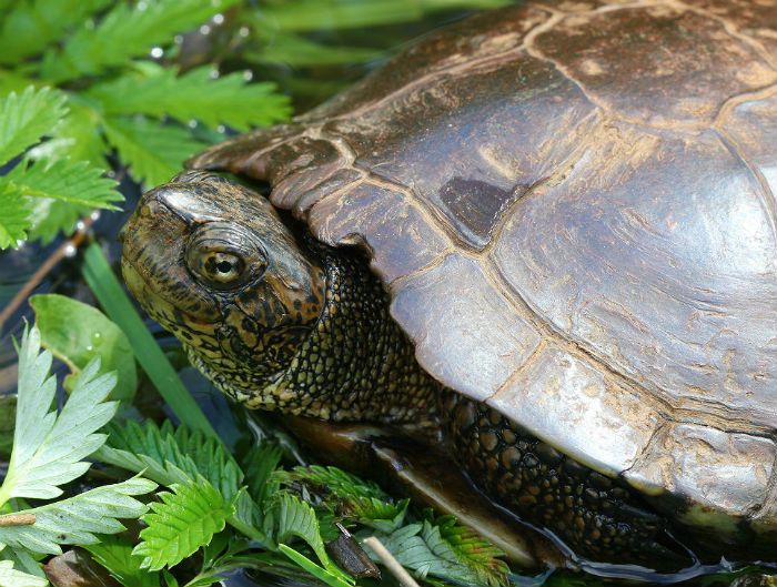Western Pond Turtle